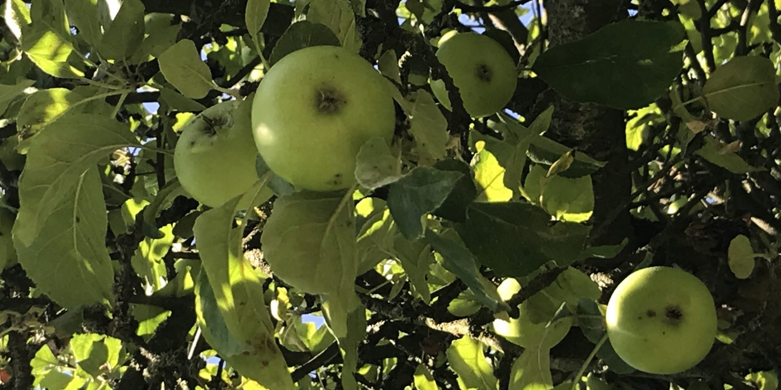 Äpfel Nr. 1 Saison 2018